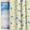 Papaver blauw